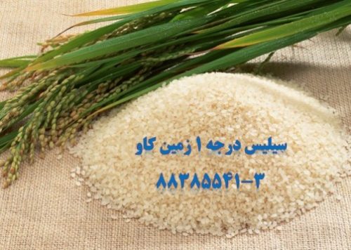 M766---سیلیس در شالیزارهای برنج