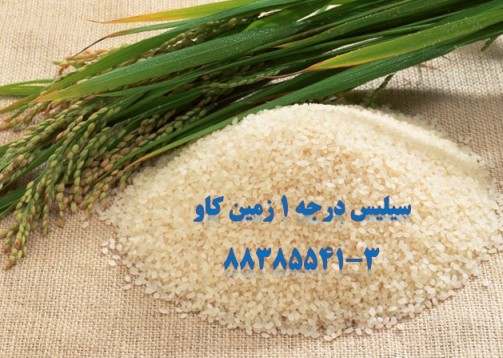 M766---سیلیس در شالیزارهای برنج